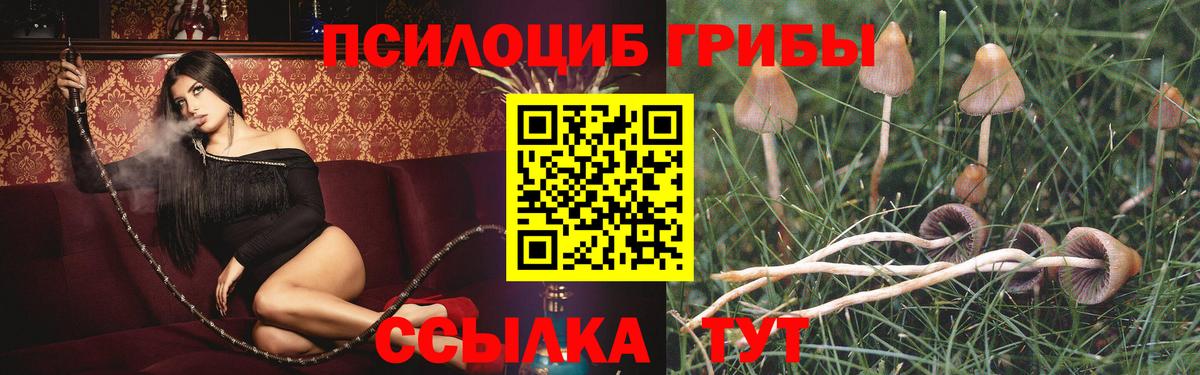 Галлюциногенные грибы Psilocybine cubensis Белово